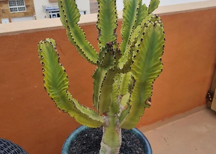 El Tranquilidad,nearsea,stylish,well Equipped