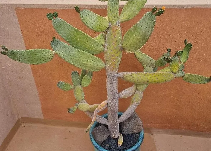 El Tranquilidad,nearsea,stylish,well Equipped Appartement Cotillo